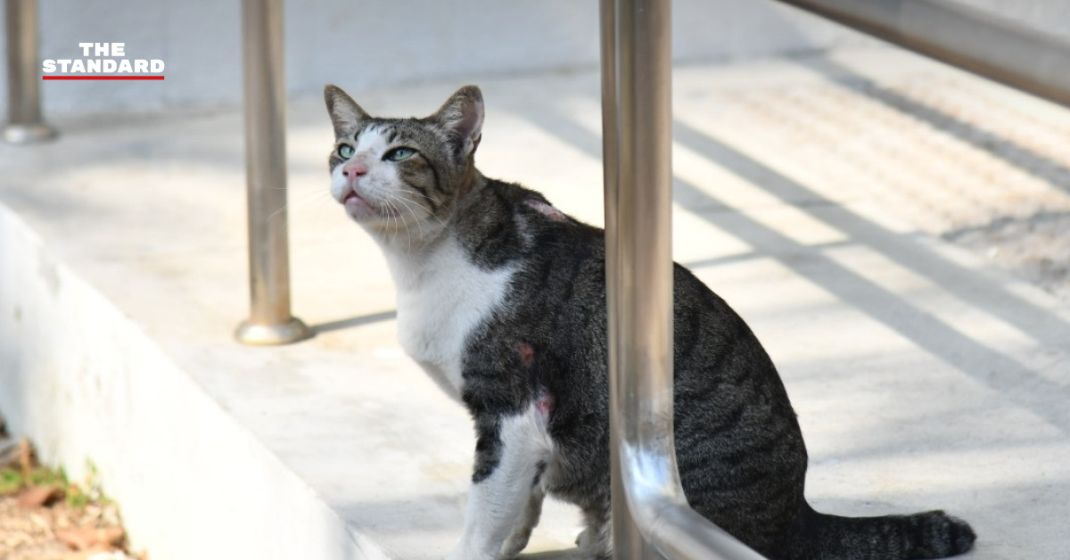 เจ้าหน้าที่กรุงเทพมหานครกำลังปฏิบัติภารกิจคัดกรองและช่วยเหลือแมวป่วยเชื้อรากินเนื้อในสวนลุมพินี