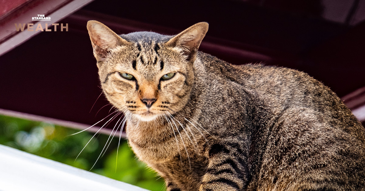 ภาพแมวนั่งมองกล้อง สื่อถึงงานวิจัยแผนที่พันธุกรรมมะเร็งแมว เพื่อไขปริศนามะเร็งในมนุษย์