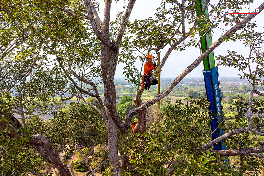 ภาพการตัดแต่งกิ่งต้นยางนาอายุ 140 ปี บริเวณถนนเชียงใหม่–ลำพูน โดย อบจ.เชียงใหม่ เพื่อป้องกันพายุฤดูร้อน 1