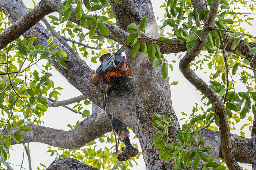 ภาพการตัดแต่งกิ่งต้นยางนาอายุ 140 ปี บริเวณถนนเชียงใหม่–ลำพูน โดย อบจ.เชียงใหม่ เพื่อป้องกันพายุฤดูร้อน 2