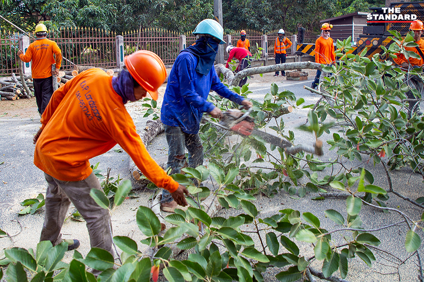 ภาพการตัดแต่งกิ่งต้นยางนาอายุ 140 ปี บริเวณถนนเชียงใหม่–ลำพูน โดย อบจ.เชียงใหม่ เพื่อป้องกันพายุฤดูร้อน 3