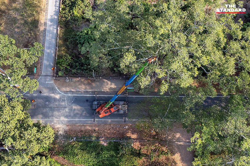 ภาพการตัดแต่งกิ่งต้นยางนาอายุ 140 ปี บริเวณถนนเชียงใหม่–ลำพูน โดย อบจ.เชียงใหม่ เพื่อป้องกันพายุฤดูร้อน 5