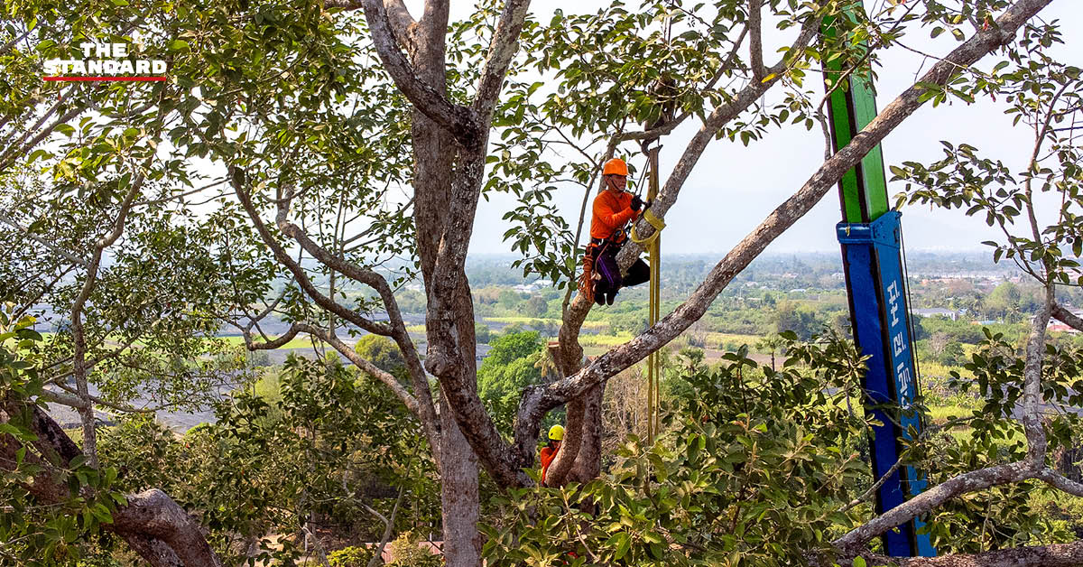 ภาพการตัดแต่งกิ่งต้นยางนาอายุ 140 ปี บริเวณถนนเชียงใหม่–ลำพูน โดย อบจ.เชียงใหม่ เพื่อป้องกันพายุฤดูร้อน