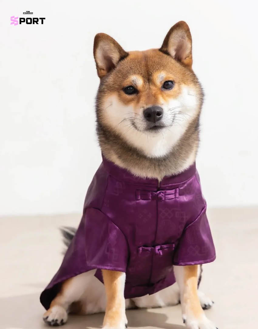 สัตว์เลี้ยงสวมแฟชั่นตรุษจีนของแบรนด์ CLOT 3