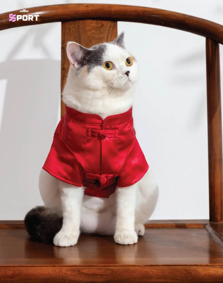 สัตว์เลี้ยงสวมแฟชั่นตรุษจีนของแบรนด์ CLOT 4