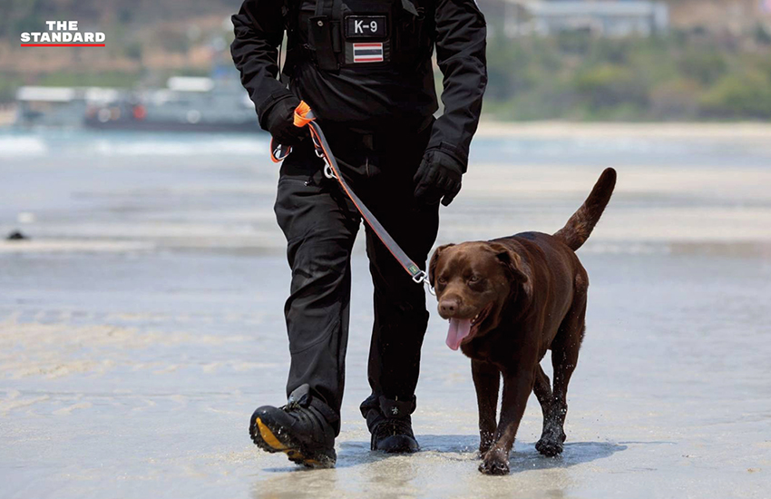 ภาพ MI-6 สุนัขทรงเลี้ยง และหน่วย K9 USAR Thailand ซ้อมภารกิจค้นหา-กู้ภัยสึนามิจำลอง ในการฝึก AMPHIBEX Cobra Gold 2026 พร้อมยานเกราะสะเทินน้ำสะเทินบก 1