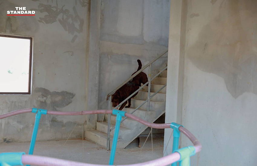 ภาพ MI-6 สุนัขทรงเลี้ยง และหน่วย K9 USAR Thailand ซ้อมภารกิจค้นหา-กู้ภัยสึนามิจำลอง ในการฝึก AMPHIBEX Cobra Gold 2026 พร้อมยานเกราะสะเทินน้ำสะเทินบก 13