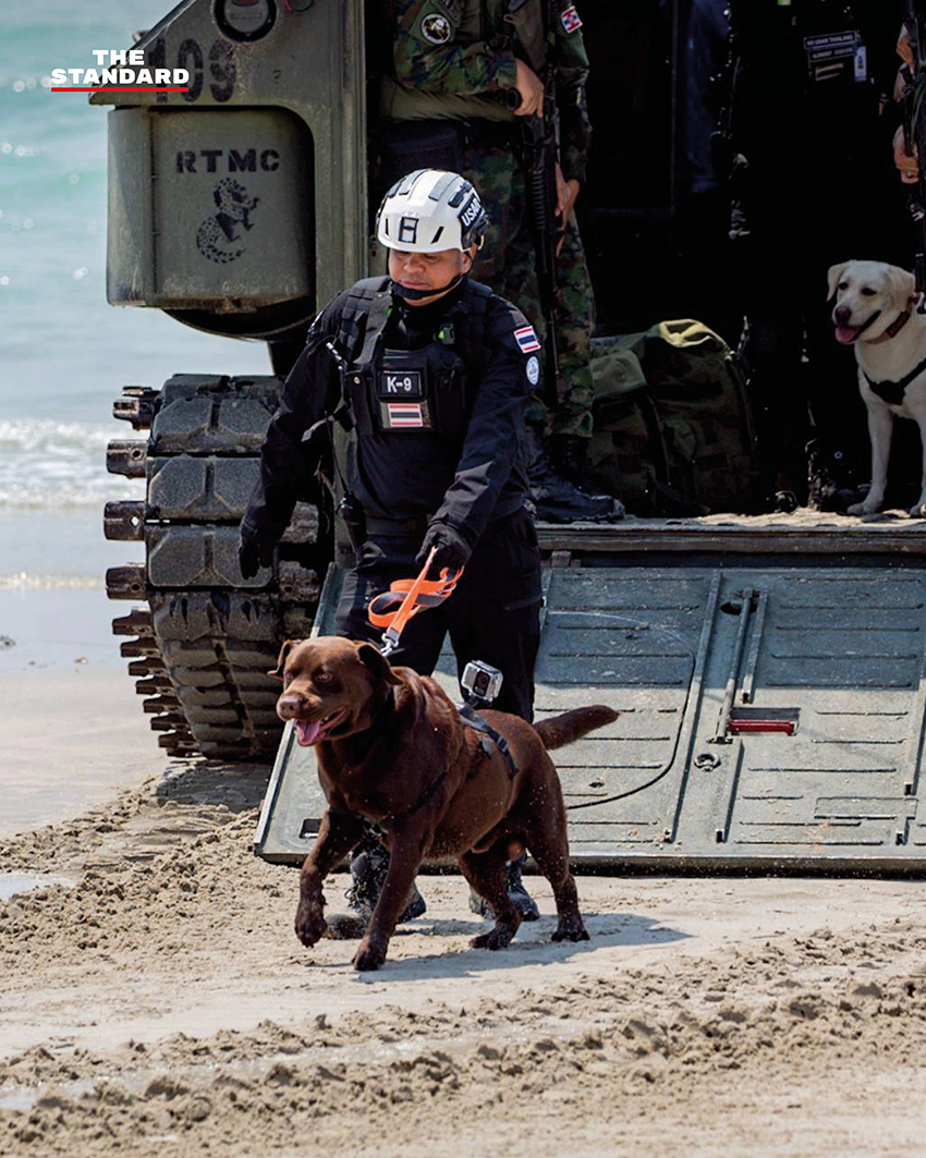 ภาพ MI-6 สุนัขทรงเลี้ยง และหน่วย K9 USAR Thailand ซ้อมภารกิจค้นหา-กู้ภัยสึนามิจำลอง ในการฝึก AMPHIBEX Cobra Gold 2026 พร้อมยานเกราะสะเทินน้ำสะเทินบก 8