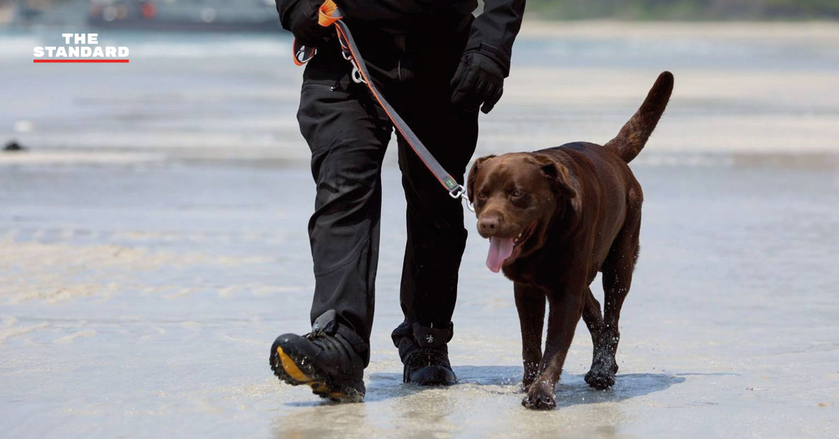 ภาพ MI-6 สุนัขทรงเลี้ยง และหน่วย K9 USAR Thailand ซ้อมภารกิจค้นหา-กู้ภัยสึนามิจำลอง ในการฝึก AMPHIBEX Cobra Gold 2026 พร้อมยานเกราะสะเทินน้ำสะเทินบก