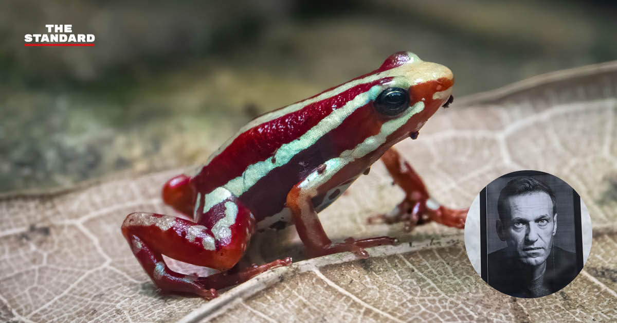 ภาพประกอบ สารพิษอีพิบาทิดีนที่พบในกบลูกดอก ซึ่งเชื่อว่าเป็นสาเหตุการเสียชีวิตของ อเล็กเซ นาวาลนี