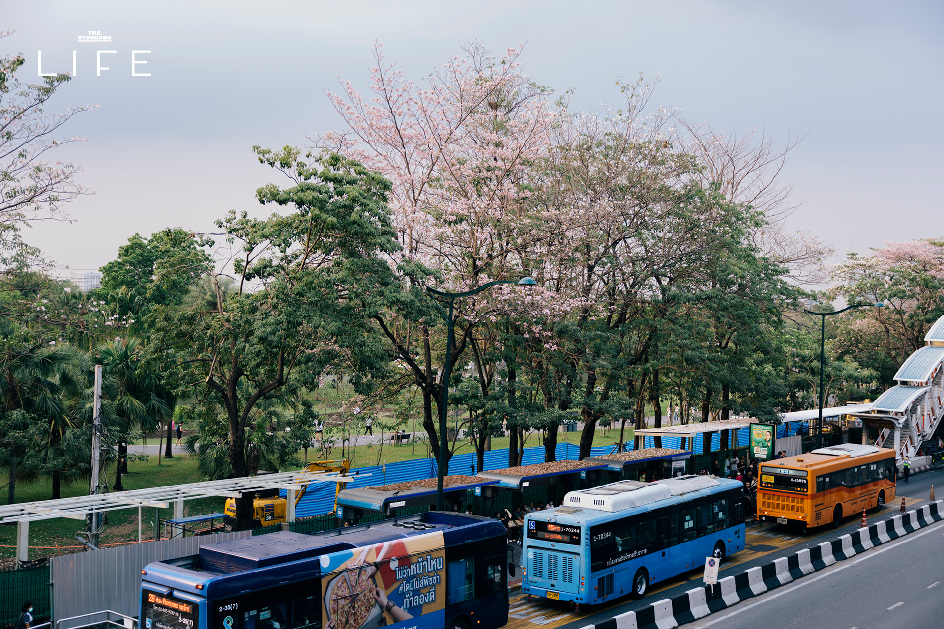 ดอกชมพูพันธุ์ทิพย์บานสะพรั่งยามเช้า บริเวณ BTS หมอชิต และสวนรถไฟ กรุงเทพมหานคร 1