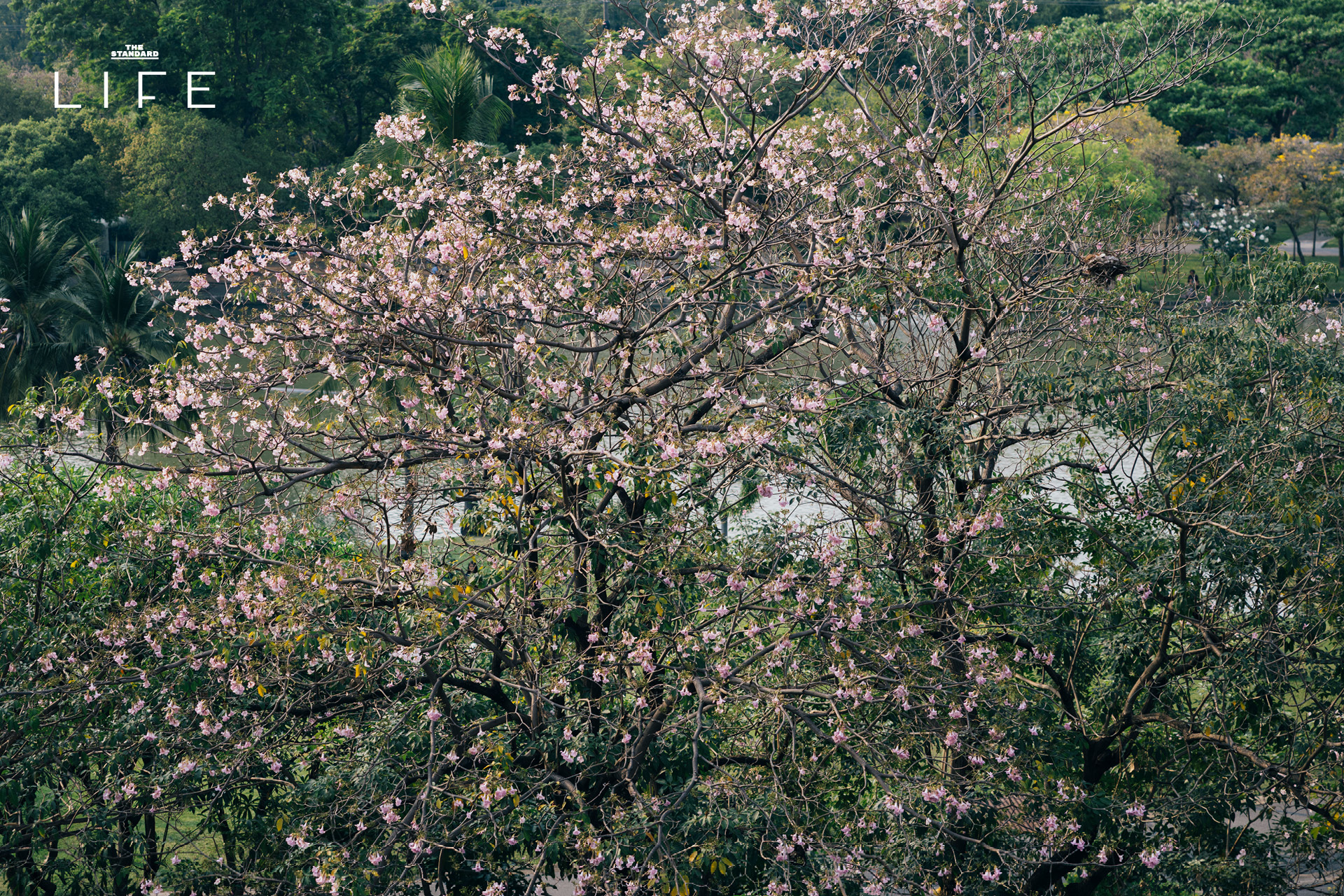 ดอกชมพูพันธุ์ทิพย์บานสะพรั่งยามเช้า บริเวณ BTS หมอชิต และสวนรถไฟ กรุงเทพมหานคร 10