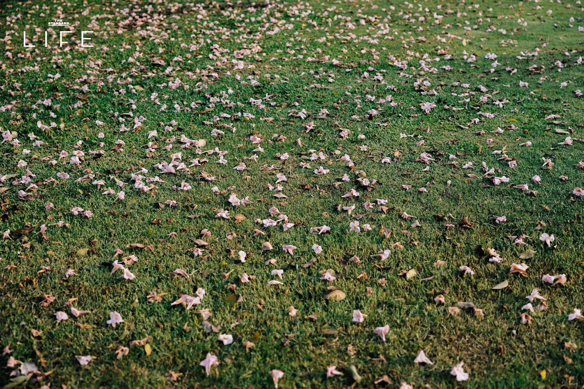 ดอกชมพูพันธุ์ทิพย์บานสะพรั่งยามเช้า บริเวณ BTS หมอชิต และสวนรถไฟ กรุงเทพมหานคร 12