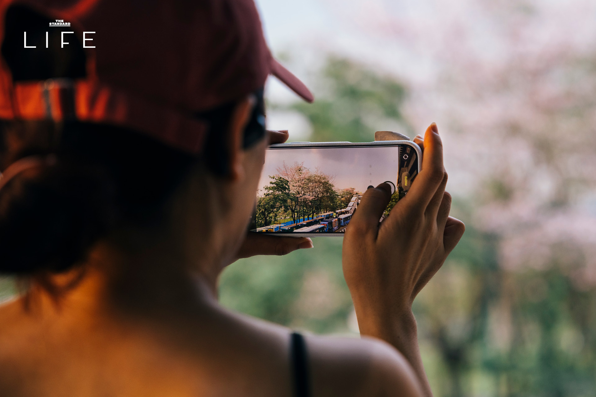 ดอกชมพูพันธุ์ทิพย์บานสะพรั่งยามเช้า บริเวณ BTS หมอชิต และสวนรถไฟ กรุงเทพมหานคร 3