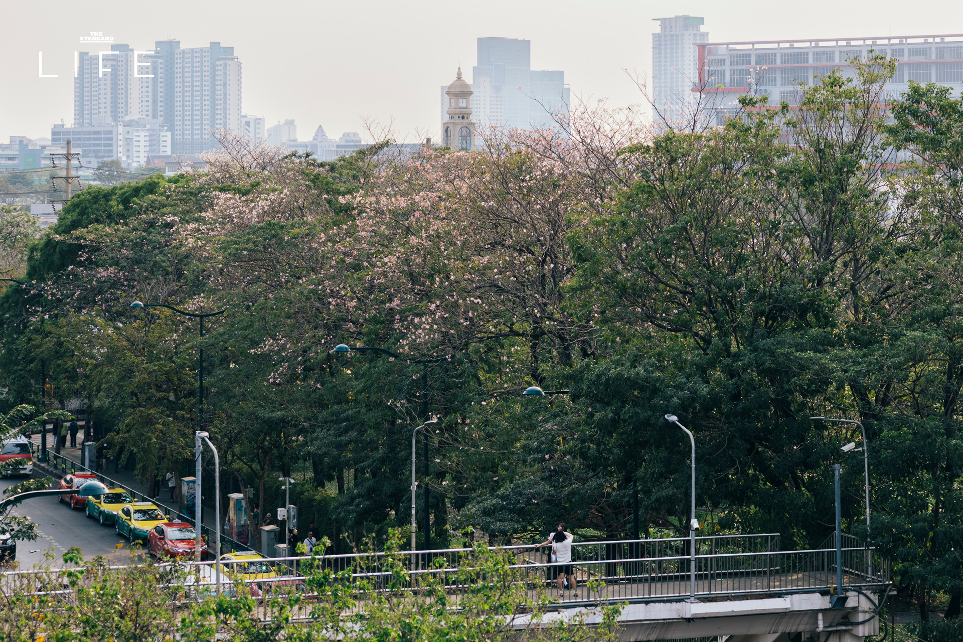 ดอกชมพูพันธุ์ทิพย์บานสะพรั่งยามเช้า บริเวณ BTS หมอชิต และสวนรถไฟ กรุงเทพมหานคร 4