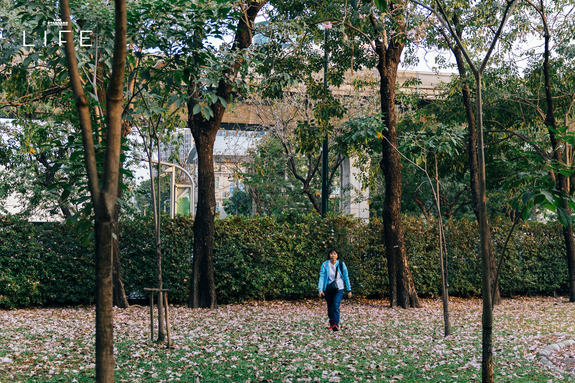 ดอกชมพูพันธุ์ทิพย์บานสะพรั่งยามเช้า บริเวณ BTS หมอชิต และสวนรถไฟ กรุงเทพมหานคร 5