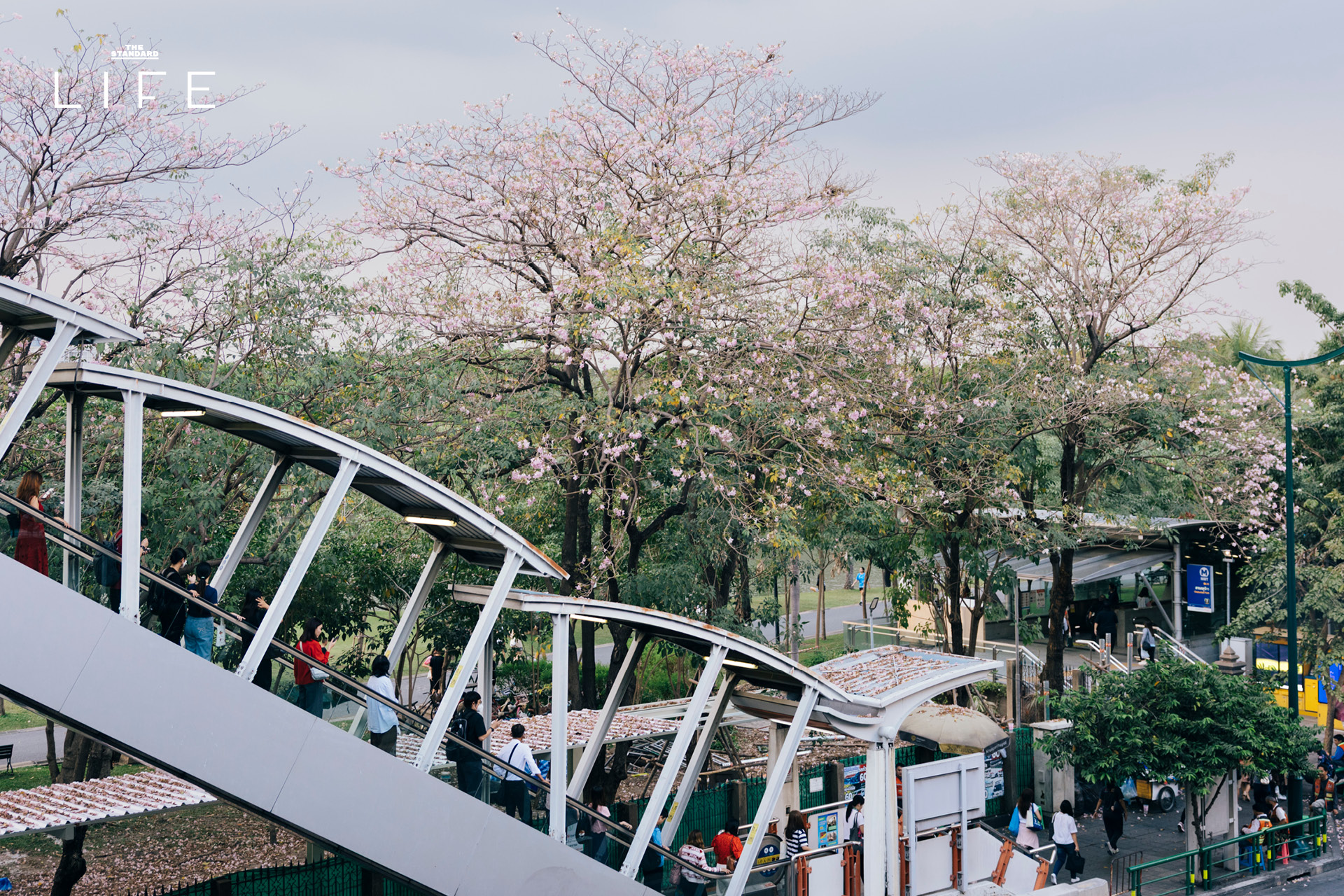 ดอกชมพูพันธุ์ทิพย์บานสะพรั่งยามเช้า บริเวณ BTS หมอชิต และสวนรถไฟ กรุงเทพมหานคร 7