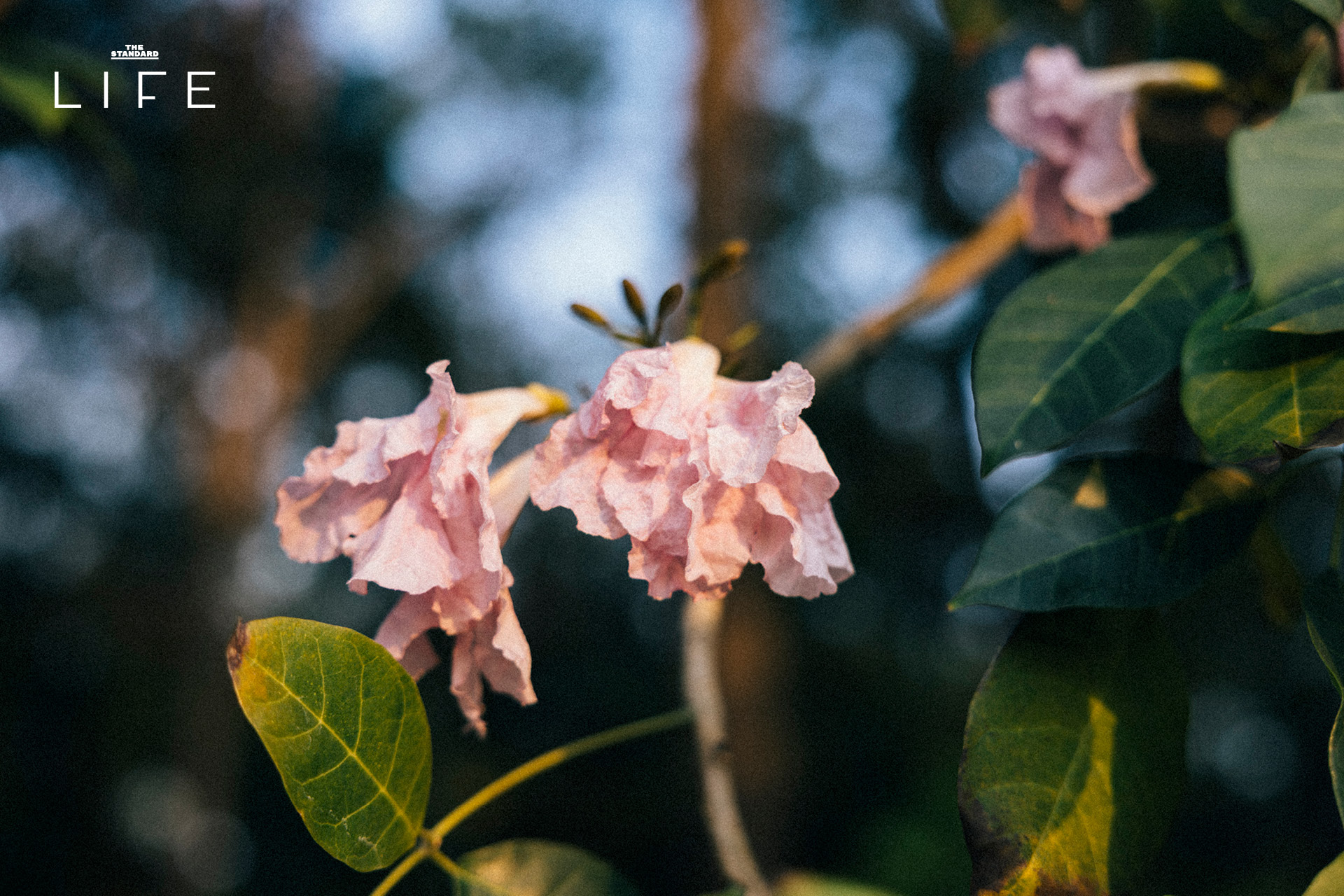 ดอกชมพูพันธุ์ทิพย์บานสะพรั่งยามเช้า บริเวณ BTS หมอชิต และสวนรถไฟ กรุงเทพมหานคร 8
