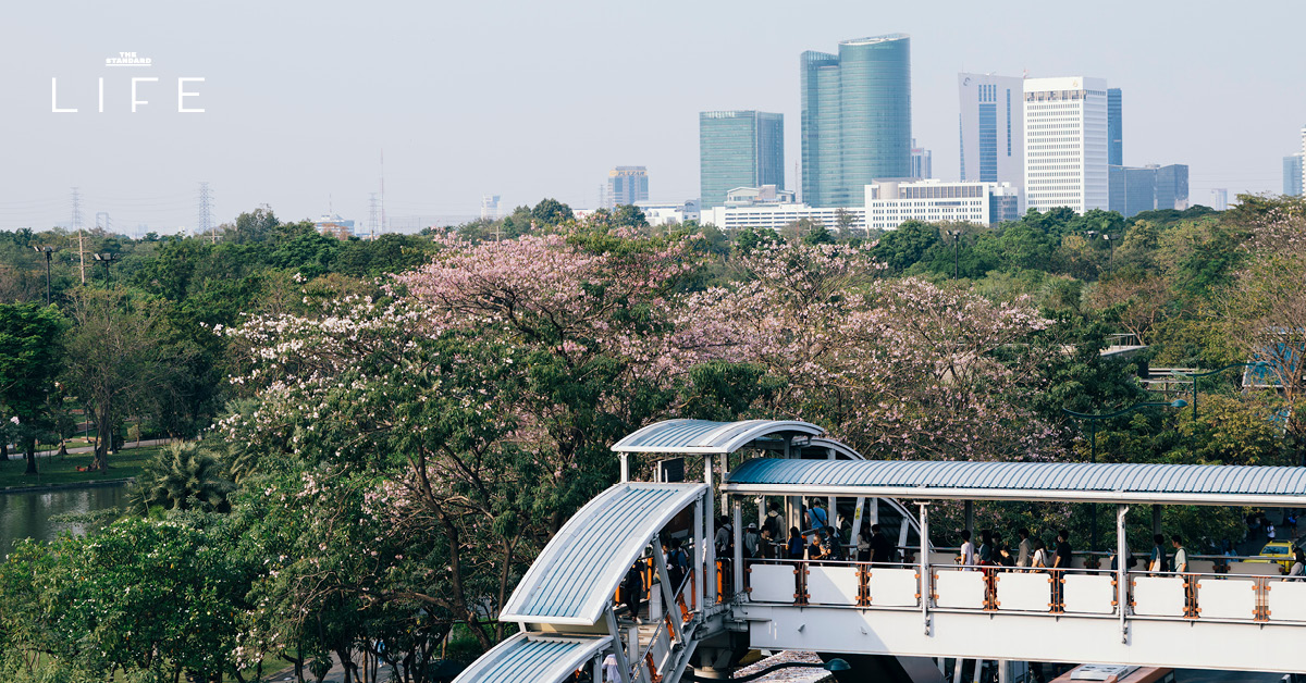 ดอกชมพูพันธุ์ทิพย์บานสะพรั่งยามเช้า บริเวณ BTS หมอชิต และสวนรถไฟ กรุงเทพมหานคร