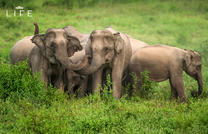 ภาพช้างป่าในถิ่นที่อยู่ตามธรรมชาติของไทย 1