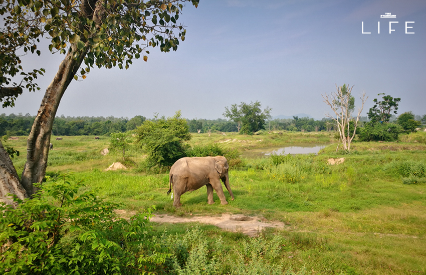 ภาพช้างป่าในถิ่นที่อยู่ตามธรรมชาติของไทย 4