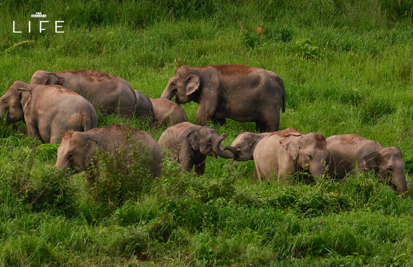 ภาพช้างป่าในถิ่นที่อยู่ตามธรรมชาติของไทย 5