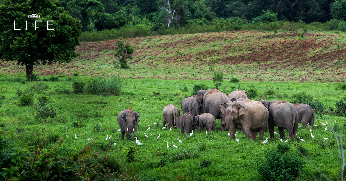 ภาพช้างป่าในถิ่นที่อยู่ตามธรรมชาติของไทย