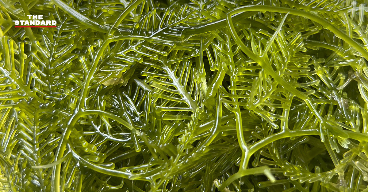 ภาพแสดงความร่วมมือไทย-อังกฤษ เพื่อยกระดับอุตสาหกรรมสาหร่ายทะเล และสร้างรายได้ให้ชุมชน