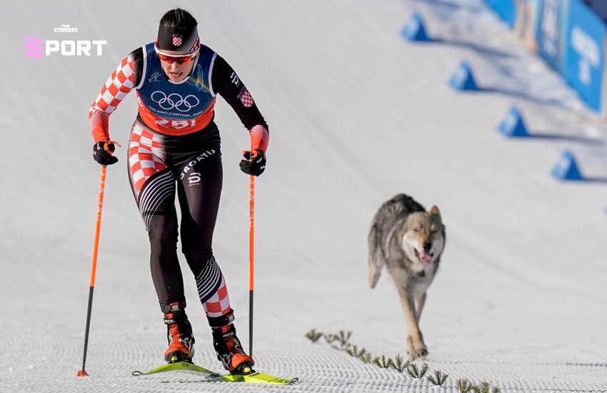 ภาพวูล์ฟด็อกนาซกูลวิ่งตามนักกีฬาสกีครอสคันทรีในโอลิมปิกฤดูหนาว 2026 2