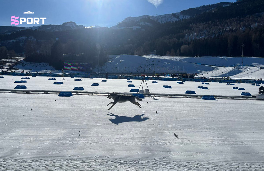 ภาพวูล์ฟด็อกนาซกูลวิ่งตามนักกีฬาสกีครอสคันทรีในโอลิมปิกฤดูหนาว 2026 3