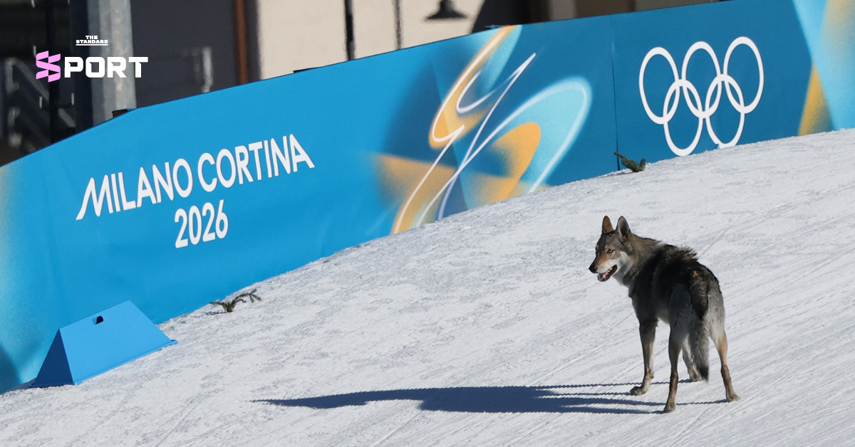 ภาพวูล์ฟด็อกนาซกูลวิ่งตามนักกีฬาสกีครอสคันทรีในโอลิมปิกฤดูหนาว 2026