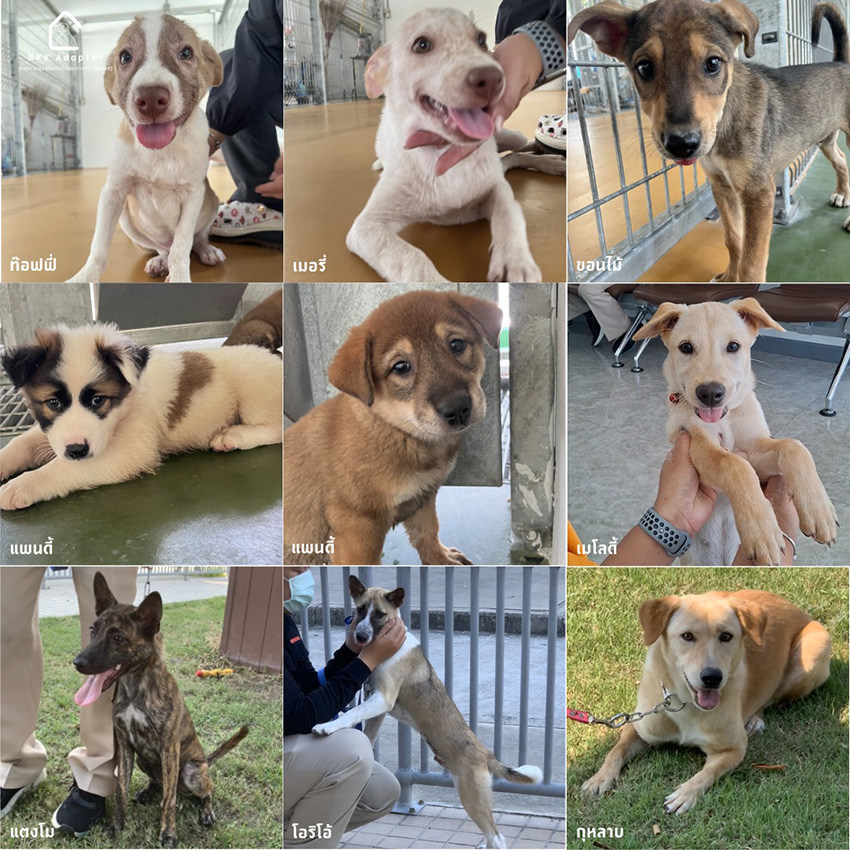 ภาพสุนัขและแมวที่ศูนย์ควบคุมสุนัขกรุงเทพมหานคร (ประเวศ) รอการอุปการะ พร้อมบริการฝังไมโครชิปฟรี 1