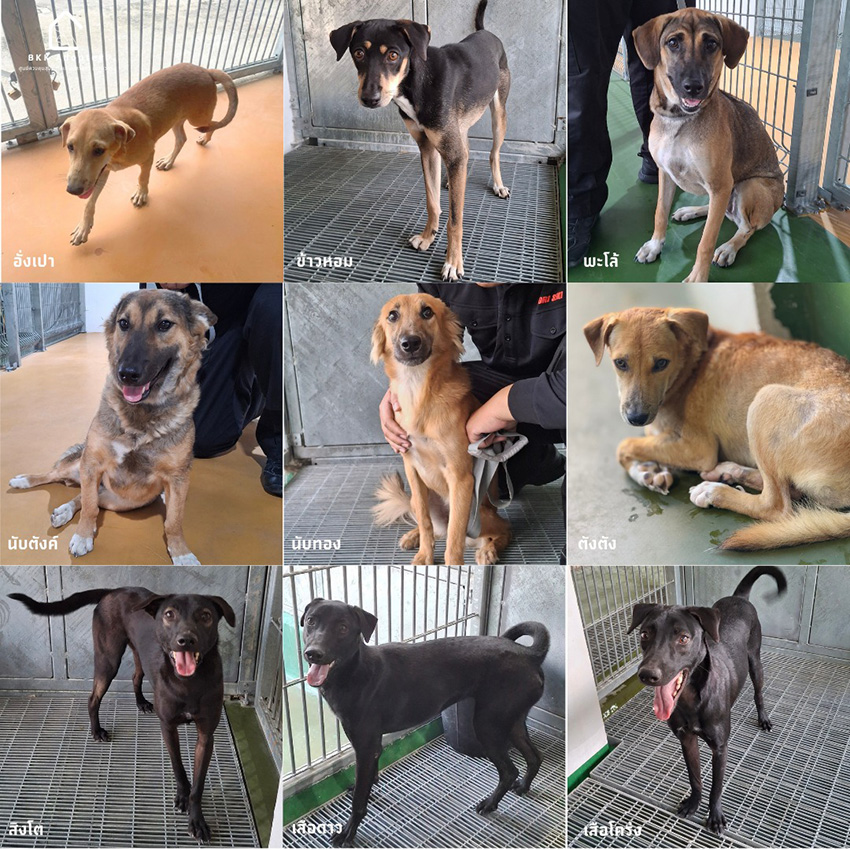 ภาพสุนัขและแมวที่ศูนย์ควบคุมสุนัขกรุงเทพมหานคร (ประเวศ) รอการอุปการะ พร้อมบริการฝังไมโครชิปฟรี 2