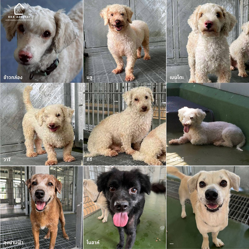 ภาพสุนัขและแมวที่ศูนย์ควบคุมสุนัขกรุงเทพมหานคร (ประเวศ) รอการอุปการะ พร้อมบริการฝังไมโครชิปฟรี 3