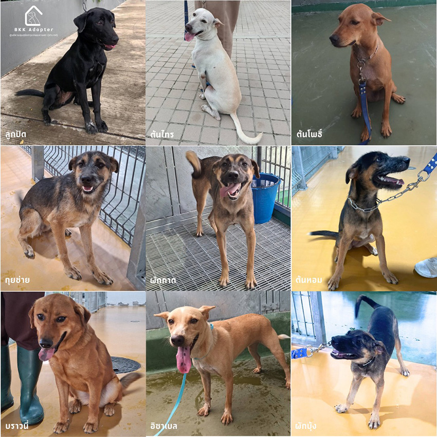 ภาพสุนัขและแมวที่ศูนย์ควบคุมสุนัขกรุงเทพมหานคร (ประเวศ) รอการอุปการะ พร้อมบริการฝังไมโครชิปฟรี 4