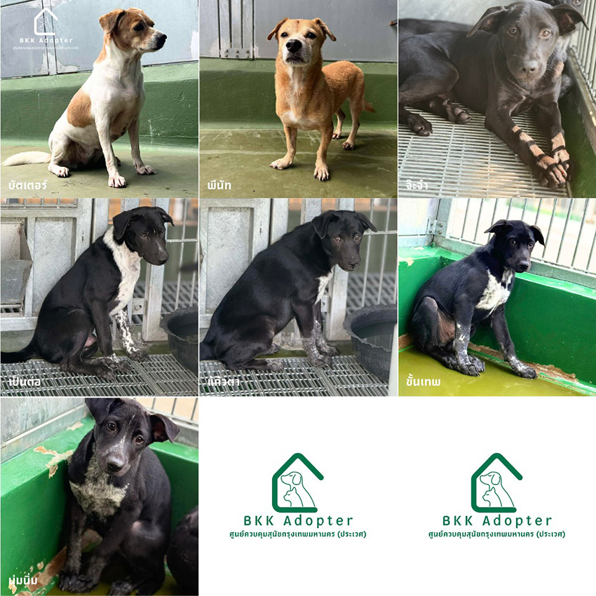 ภาพสุนัขและแมวที่ศูนย์ควบคุมสุนัขกรุงเทพมหานคร (ประเวศ) รอการอุปการะ พร้อมบริการฝังไมโครชิปฟรี 5