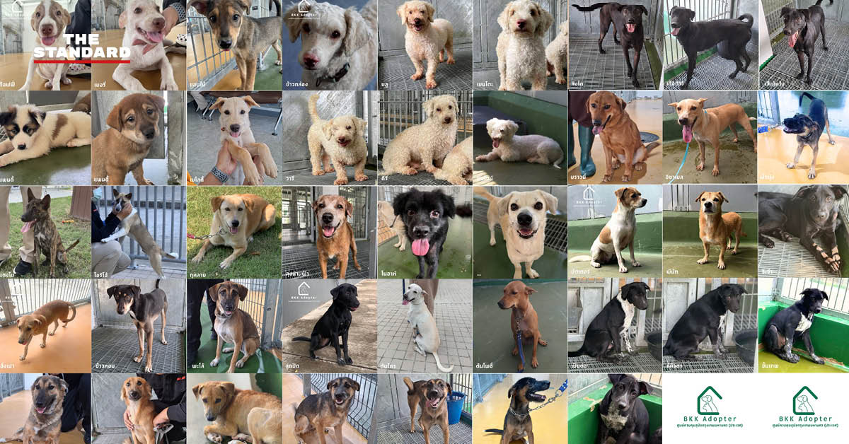 ภาพสุนัขและแมวที่ศูนย์ควบคุมสุนัขกรุงเทพมหานคร (ประเวศ) รอการอุปการะ พร้อมบริการฝังไมโครชิปฟรี