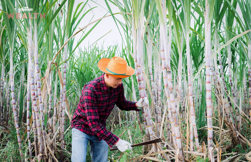 ภาพประกอบแนวคิดการขับเคลื่อน E20 ลดการนำเข้าน้ำมันดิบ โดย 3 สมาคมโรงงานน้ำตาลทราย ชี้ช่วยเกษตรกรชาวไร่อ้อยและสร้างเศรษฐกิจชีวภาพ 2