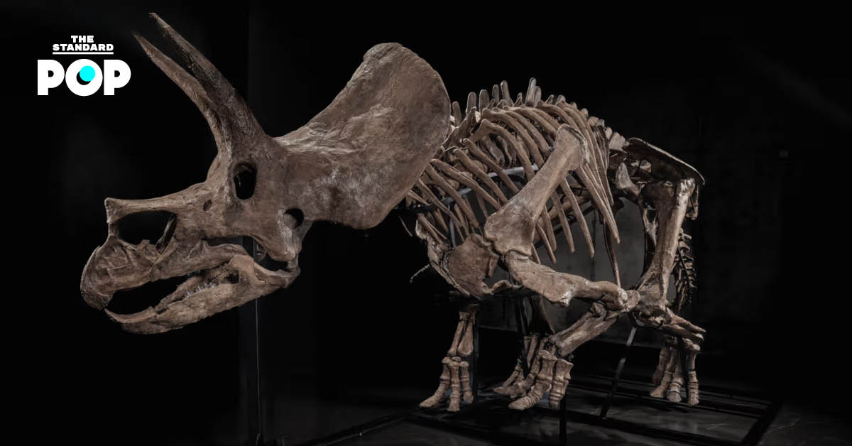 ภาพโครงกระดูกไดโนเสาร์ไทรเซราทอปส์ ‘Trey’ บนแพลตฟอร์ม JOOPITER