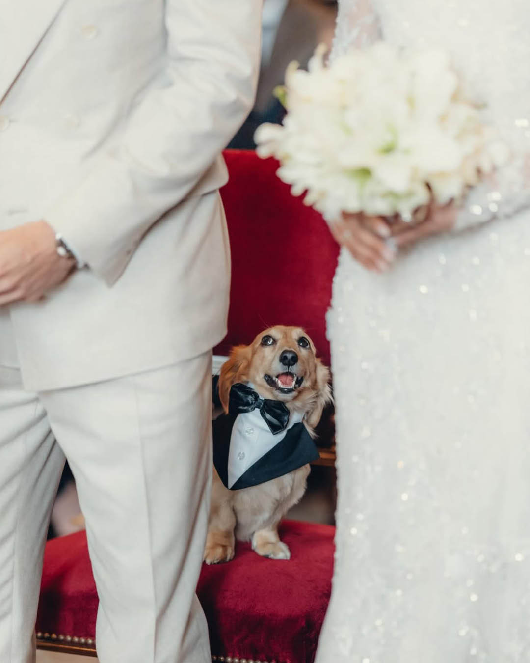 ชาร์ล เลอแคลร์ และ อเล็กซานดรา แซงต์ มลูซ์ ในชุดแต่งงาน พร้อมสุนัข 'ลีโอ' ในชุดทักซิโด้ 2