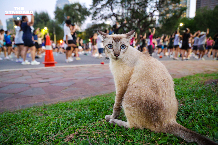 ภาพมุมกว้างของผู้คนจำนวนมากกำลังเต้นแอโรบิกอย่างสนุกสนานที่สวนลุมพินี 17