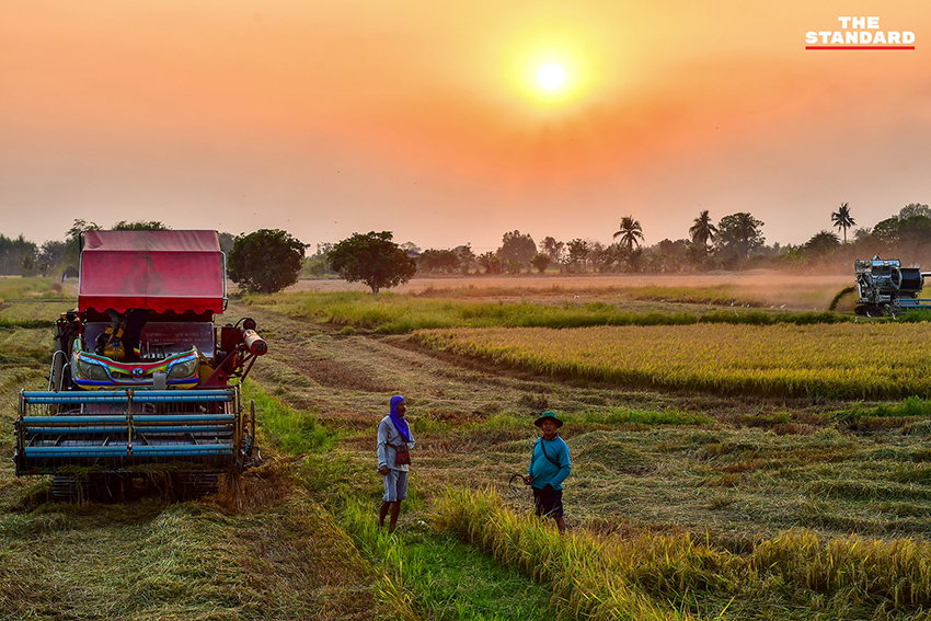 ภาพชาวนาในจังหวัดพิษณุโลกที่ได้รับผลกระทบจากสถานการณ์น้ำมันขาดแคลนและราคาแพง 1
