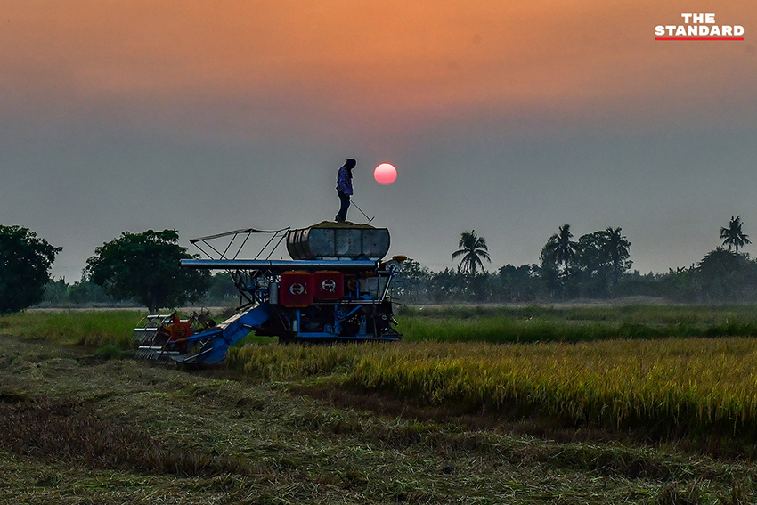 ภาพชาวนาในจังหวัดพิษณุโลกที่ได้รับผลกระทบจากสถานการณ์น้ำมันขาดแคลนและราคาแพง 2