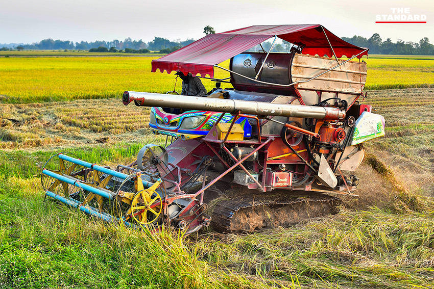ภาพชาวนาในจังหวัดพิษณุโลกที่ได้รับผลกระทบจากสถานการณ์น้ำมันขาดแคลนและราคาแพง 4