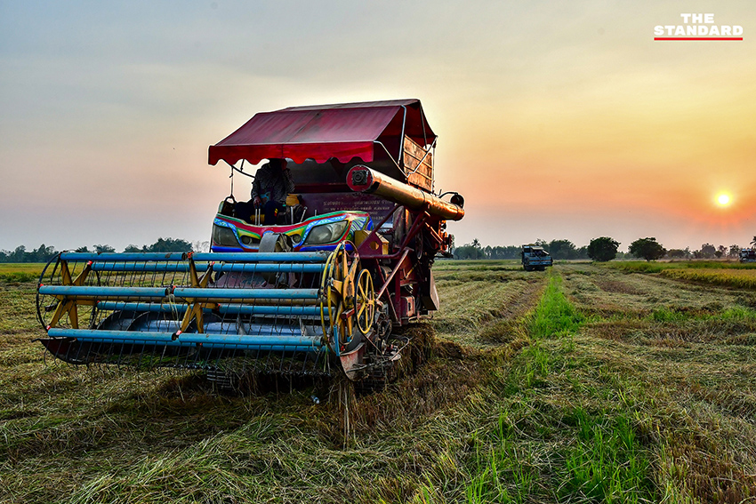 ภาพชาวนาในจังหวัดพิษณุโลกที่ได้รับผลกระทบจากสถานการณ์น้ำมันขาดแคลนและราคาแพง 6