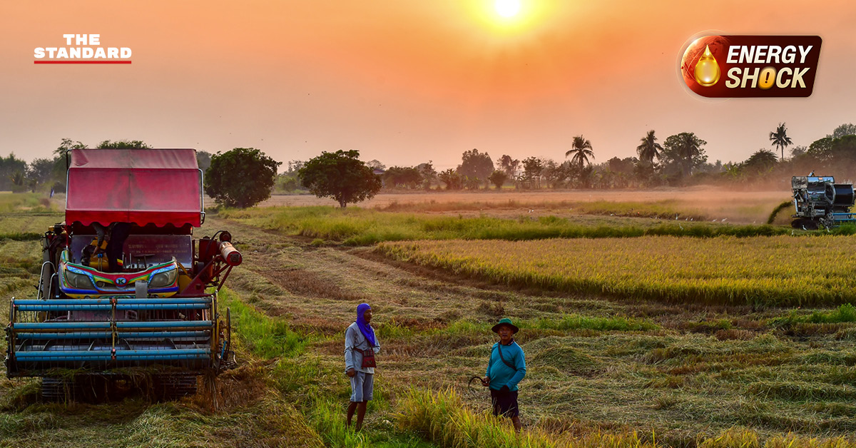 ภาพชาวนาในจังหวัดพิษณุโลกที่ได้รับผลกระทบจากสถานการณ์น้ำมันขาดแคลนและราคาแพง
