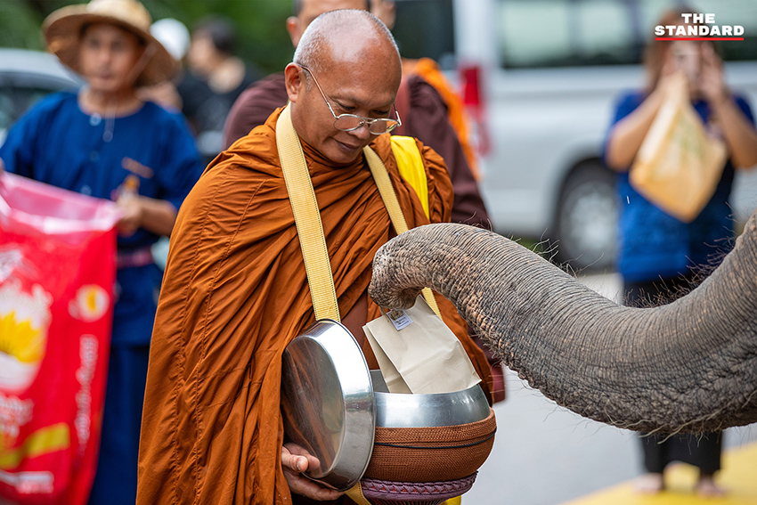 ภาพช้างไทยกำลังรับประทานขันโตกผลไม้และพืชผักหลากหลายในงานวันช้างไทย ณ ศูนย์อนุรักษ์ช้างไทย จังหวัดลำปาง 2