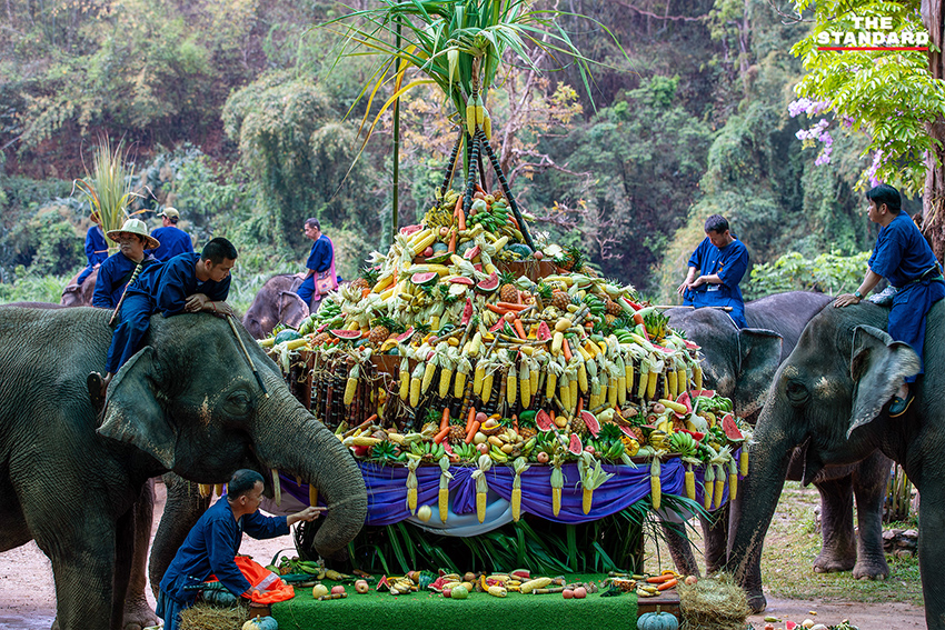 ภาพช้างไทยกำลังรับประทานขันโตกผลไม้และพืชผักหลากหลายในงานวันช้างไทย ณ ศูนย์อนุรักษ์ช้างไทย จังหวัดลำปาง 3