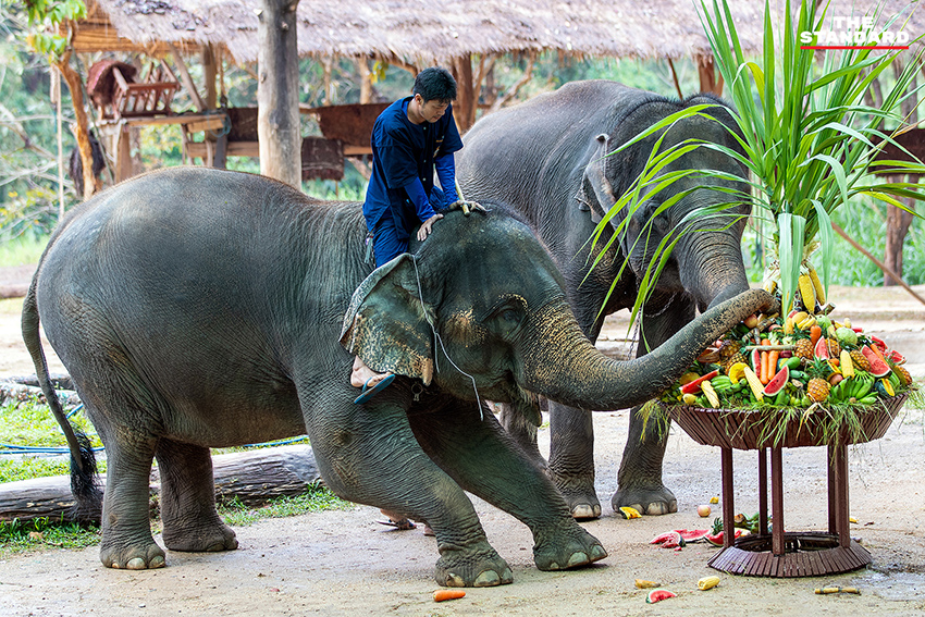 ภาพช้างไทยกำลังรับประทานขันโตกผลไม้และพืชผักหลากหลายในงานวันช้างไทย ณ ศูนย์อนุรักษ์ช้างไทย จังหวัดลำปาง 4