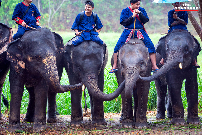 ภาพช้างไทยกำลังรับประทานขันโตกผลไม้และพืชผักหลากหลายในงานวันช้างไทย ณ ศูนย์อนุรักษ์ช้างไทย จังหวัดลำปาง 5